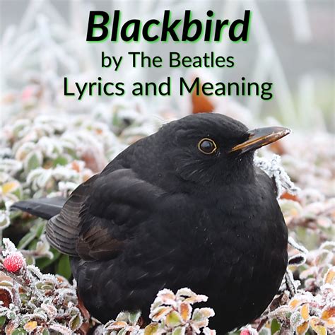 "Blackbird" Lyrics & Meaning (The Beatles)