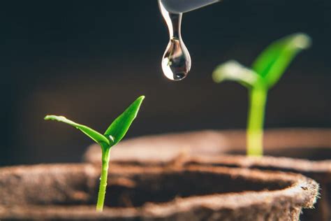 How Often to Water Seedlings - Minneopa Orchards