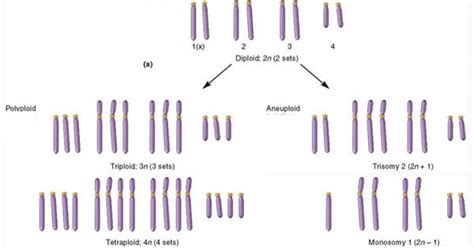 Polyploidy Meaning