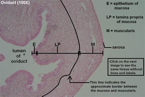 Oviduct – Tutorial – Histology Atlas for Anatomy and Physiology