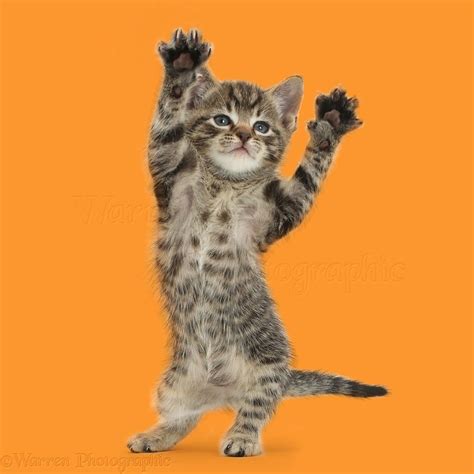 Cat Dancing To Hamster Dance Meme