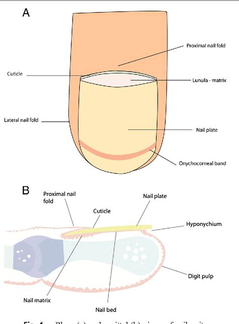 Nail anatomy. | Semantic Scholar