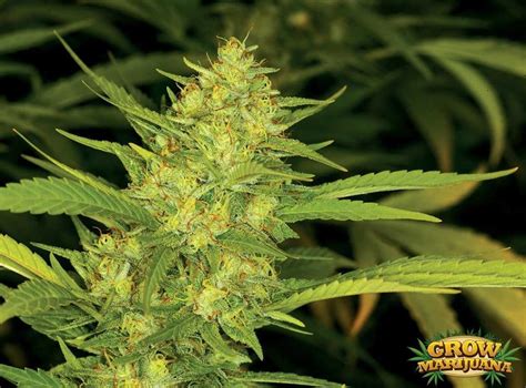 California Indica Seeds - Strain Review | Grow-Marijuana.com