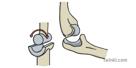 Hinge Joint Illustration Illustration - Twinkl