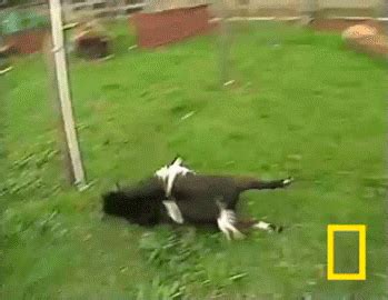 Fainting Goats GIFs. 30 Funny Animated Images Free To Use