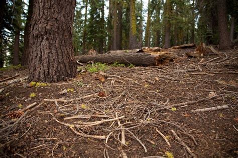 forest ground | The forest floor, richly littered with sticks, pine cones, moss and ...