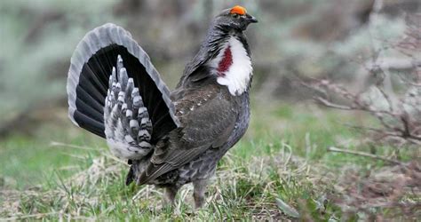 Dusky Grouse Identification, All About Birds, Cornell Lab of Ornithology