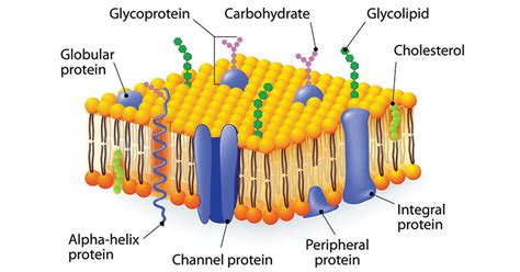 Membrane Carbohydrates: Types, Structure, Functions