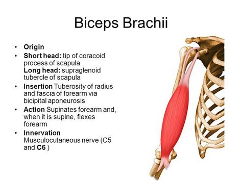 Biceps brachii ( Note: Major supinator of the forearm ) ( Supination in ...