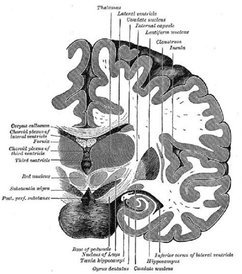 Scientists discovered the neurons that rewrite traumatic memories