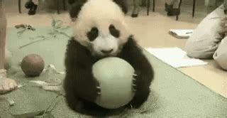 Panda Sad GIF - Panda Sad Cute - Discover & Share GIFs