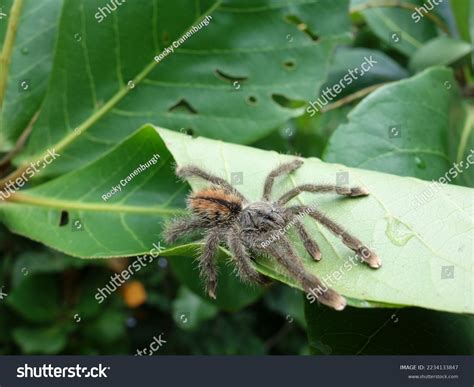 Arboreal Tarantula Unidentified On Rolled Leaf Stock Photo 2234133847 | Shutterstock