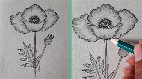 Poppy Flowers Drawing