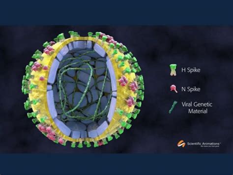 Orthomyxovirus - Morphology and laboratory diagnosis