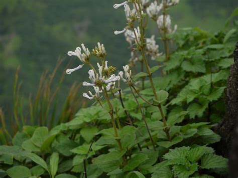 Western Ghats Plants