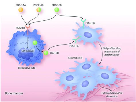 Busy signal: platelet-derived growth factor activation in myelofibrosis | Haematologica