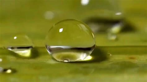 Curious Archive on Twitter: "How a slug drinks water. Due to surface tension, water droplets ...