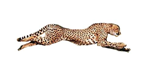 Running Cheetah Transparent Background PNG