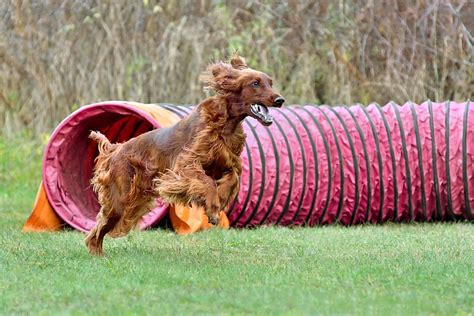 6 Best Dog Tunnels for Agility: Fantastic Fun for Fido!