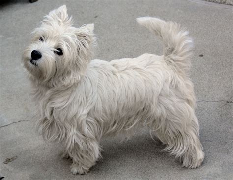 westie highland terrier average size and weight - Google Search | I want another dog | Pinterest ...