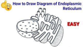 Easy Drawing Of Endoplasmic Reticulum Choose from over a million free ...