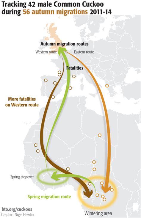 Migration routes of the Cuckoo | Nigel Hawtin Information Design