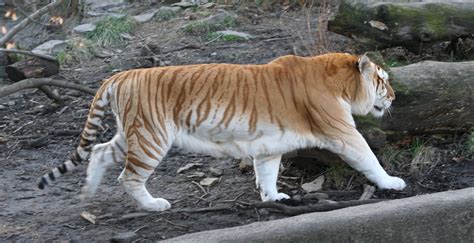 File:Golden tiger 3 - Buffalo Zoo.jpg - Wikimedia Commons