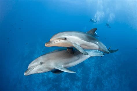 What Are The Predators Of Bottlenose Dolphins? - Worldwide Nature