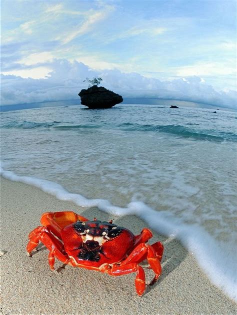 A red crab sits on the beach on Christmas Island during the annual ...