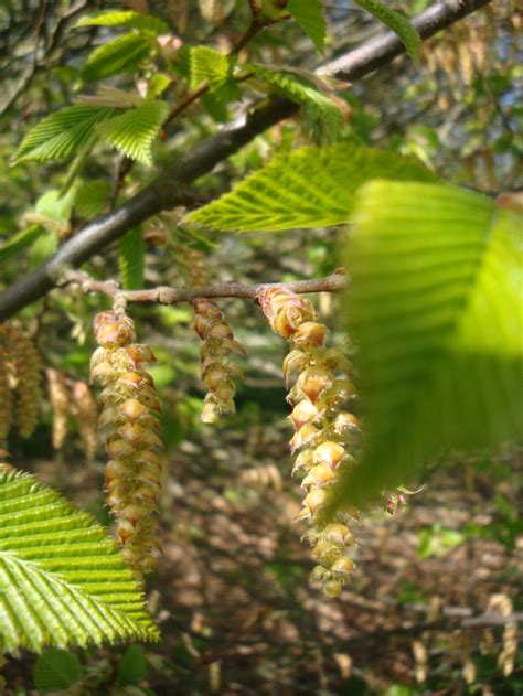 DALVA DAY: 2016 - Essência floral Hornbeam