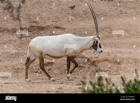 Arabian oryx qatar hi-res stock photography and images - Alamy