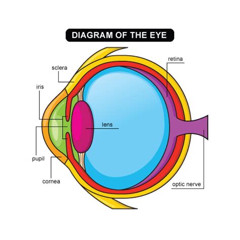 Diagram of the eye with labels