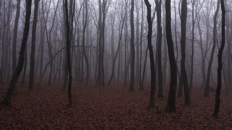 walking scary horror fog forest evening Stock Footage Video (100% ...