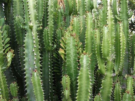 Kaktusz Természet Thorn · Ingyenes fotó a Pixabay-en