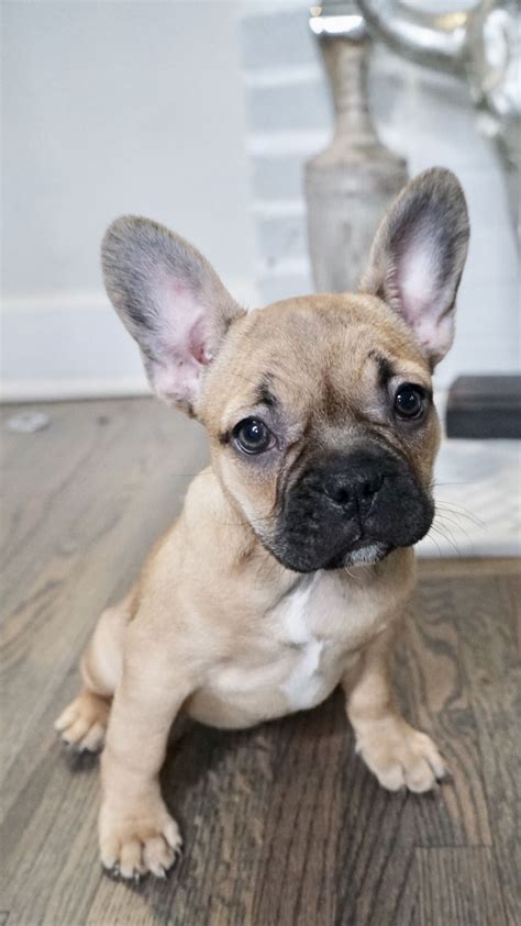 27+ Frenchton puppies ideas in 2021