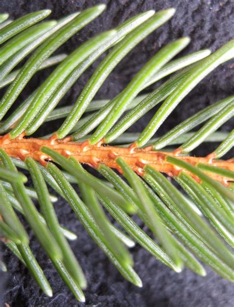 Norway Spruce - Tree Guide UK - Norway Spruce tree identification