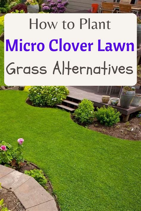 Micro clover lawn pros and cons – Artofit