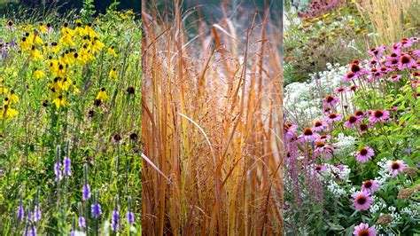 How to plant a prairie garden: expert tips to get the look