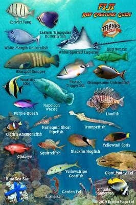 Fiji Reef Fish Identification