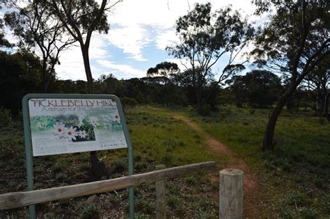 Observation Hill and Lookout - Cleve, Attraction | South Australia