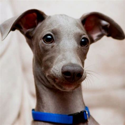 Italian Greyhound, solid blue | Italian greyhound, Puppies and kitties ...