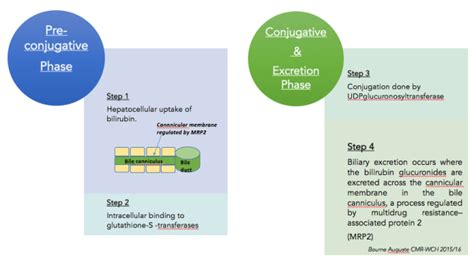 Isolated Hyperbilirubinemia - Chief Medical Resident Blog