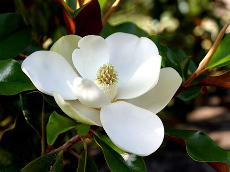 Southern Magnolia Flower Wallpaper Desktop HD (1600 x 1200 ) - Flower Wallpaper