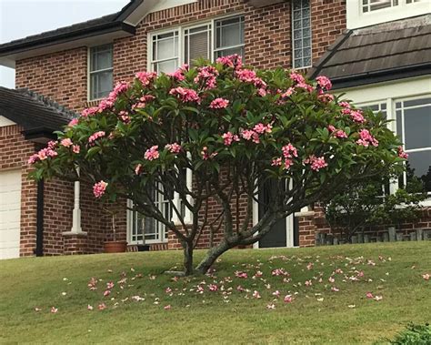 Florida Frangipani Plumeria rubra Un árbol vivo | Etsy