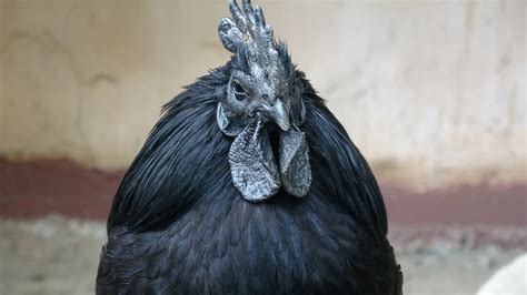 Ayam Cemani Chickens: The Ultimate Breed Guide | Know Your Chickens