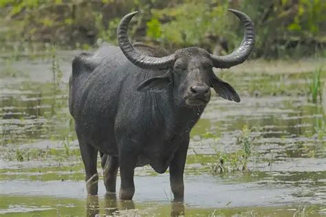 Water Buffalo - Facts, Size, Diet, Pictures - All Animal Facts