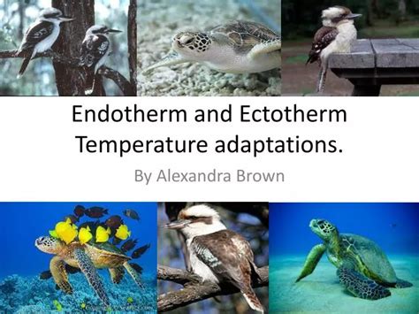 PPT - Endotherm and Ectotherm Temperature adaptations. PowerPoint Presentation - ID:2720772