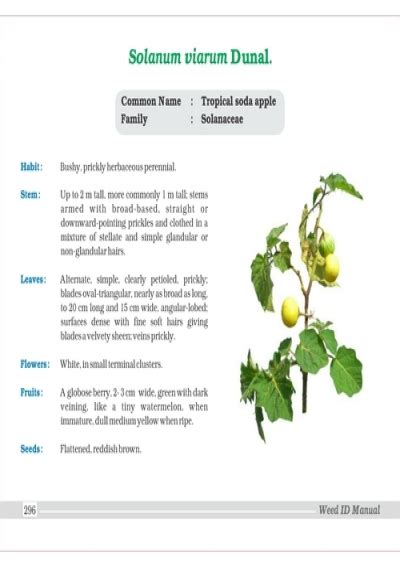 Solanum torvum Sw.Common