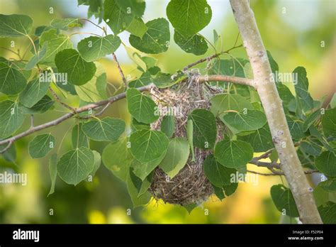 Baltimore oriole nest Stock Photo - Alamy