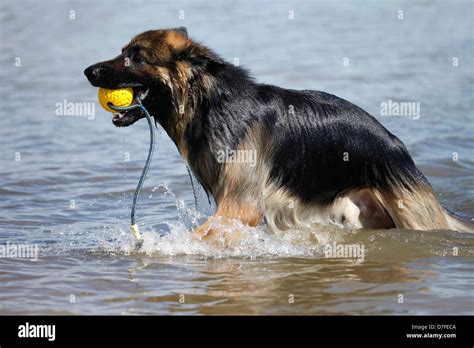 playing German Shepherd Stock Photo - Alamy